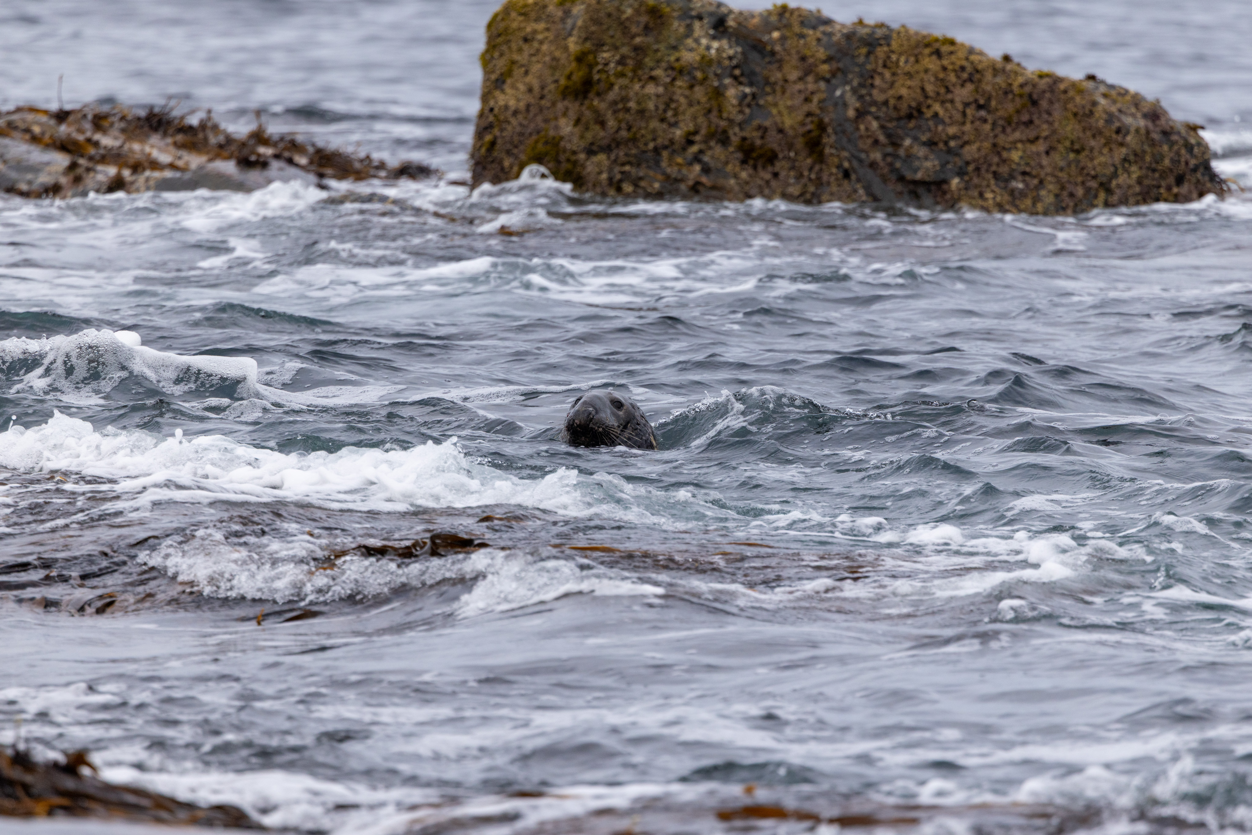 Masterstudenter i Volda lager film for Runde Forsking