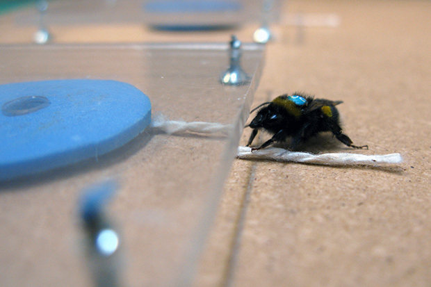 043baf6ed0a401219e27c6cadaeffeba